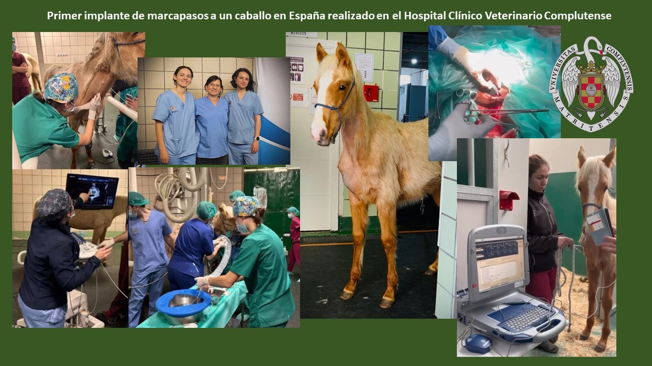 Primer implante de un marcapasos a un caballo en España realizado en el Hospital Clínico Veterinario Complutense